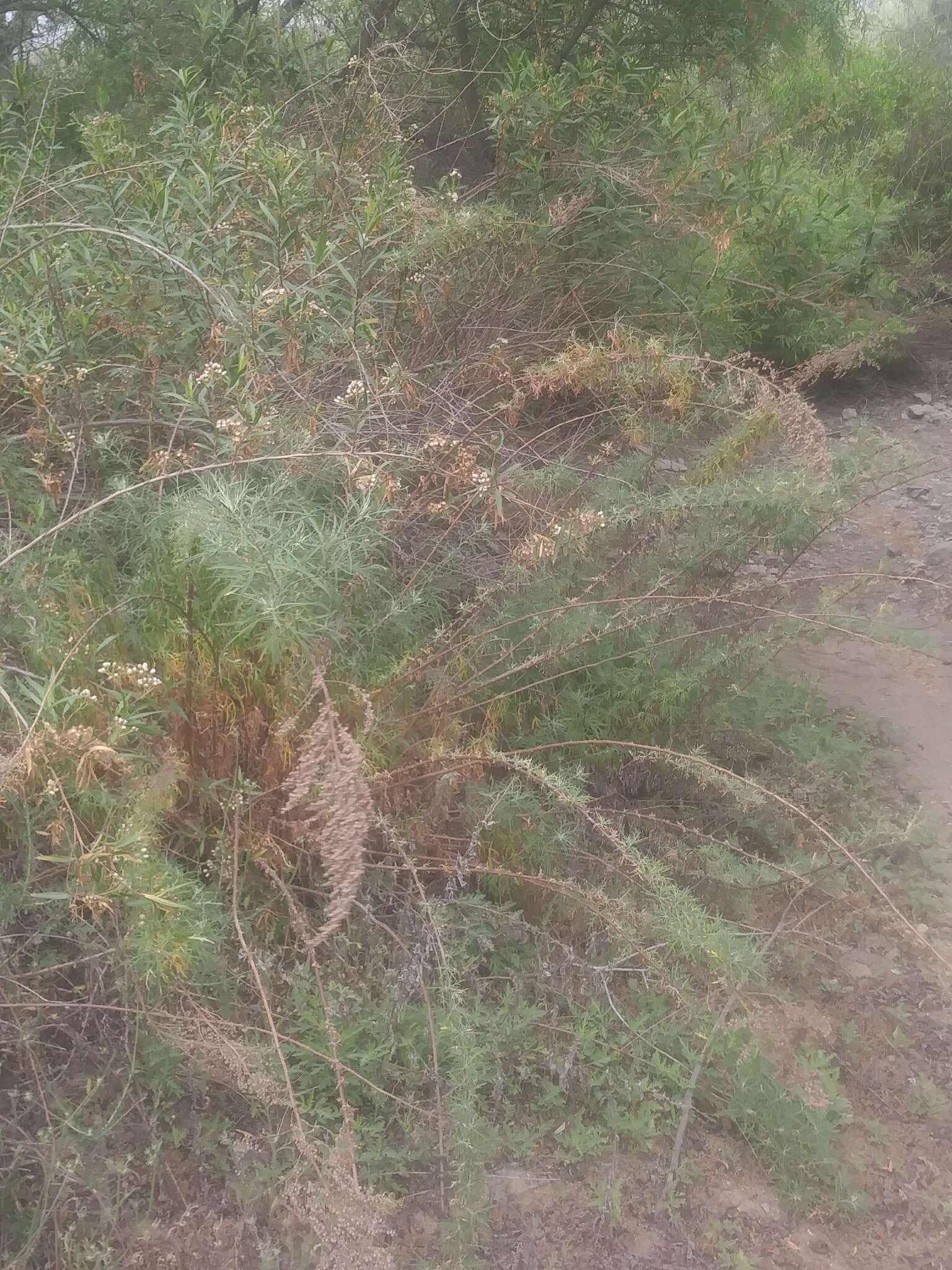 Image of San Diego sagewort