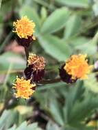 Image of Rayless Alpine Groundsel