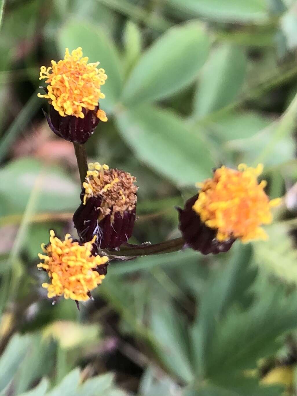 Image of Rayless Alpine Groundsel