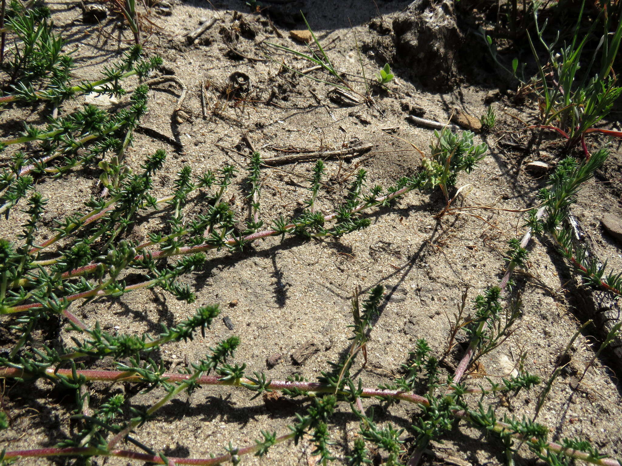 Image of Aspalathus divaricata subsp. divaricata