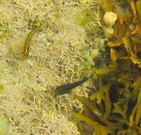 Image of Common Triplefin