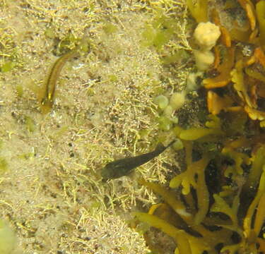 Image of Common Triplefin