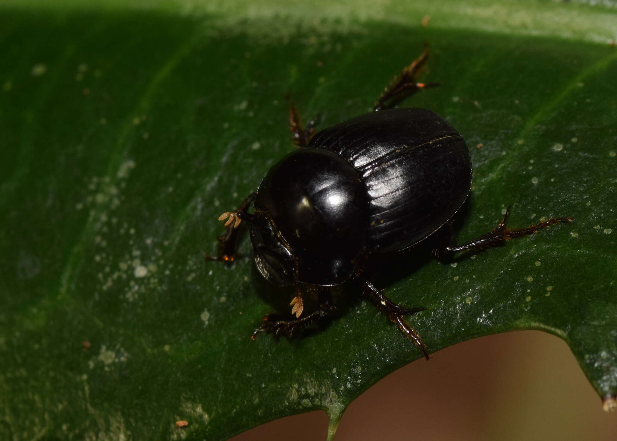 Image of Onthophagus neostenocerus Goidanich 1926