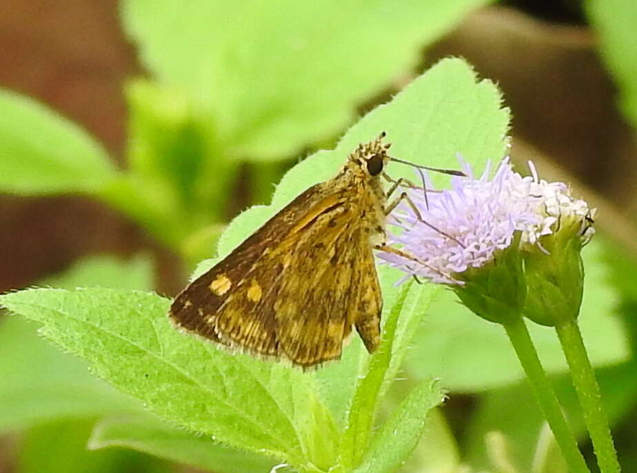 Image of Bush Hopper