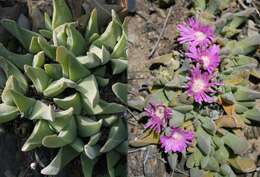 صورة Gibbaeum velutinum (L. Bol.) Schwant.