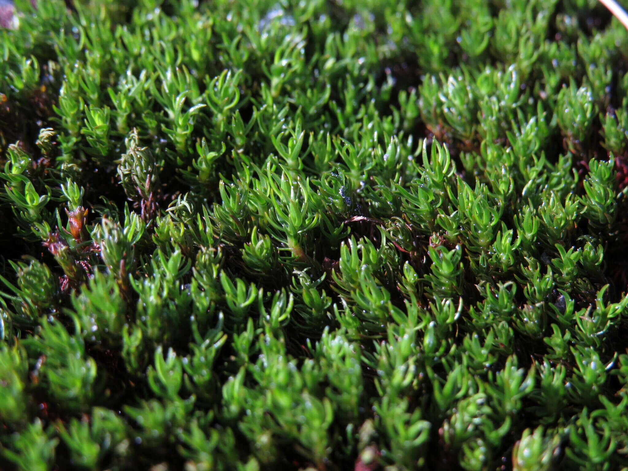 Image of Polytrichastrum sexangulare G. L. Smith 1971