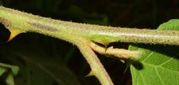 Image of Solanum diversifolium Schltdl.