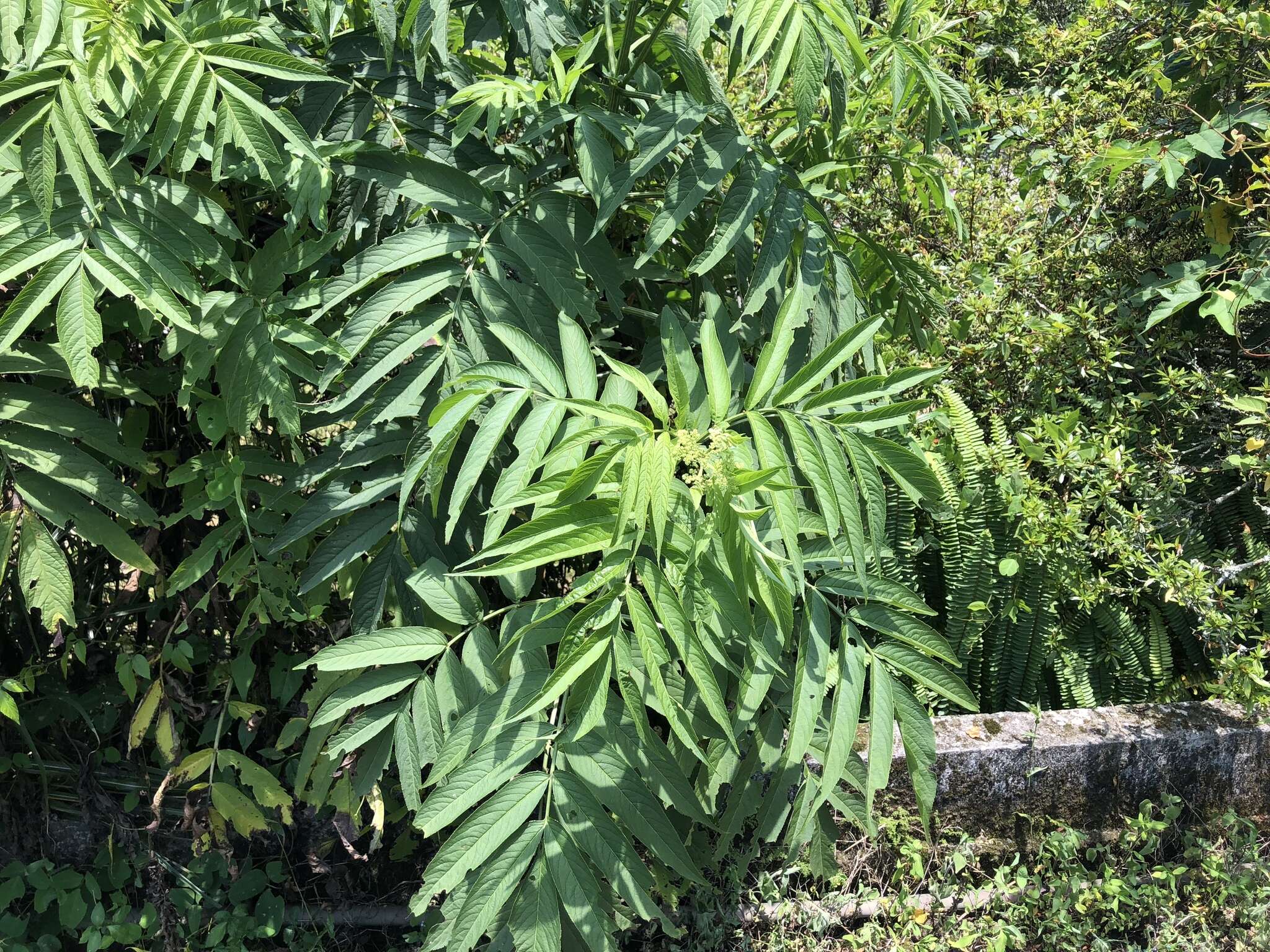 Image of Sambucus javanica Reinw. ex Bl.