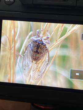 Image de Cicadini