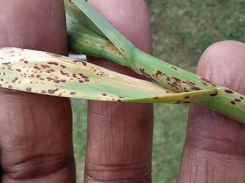 Image of Puccinia porri (Sowerby) G. Winter 1881