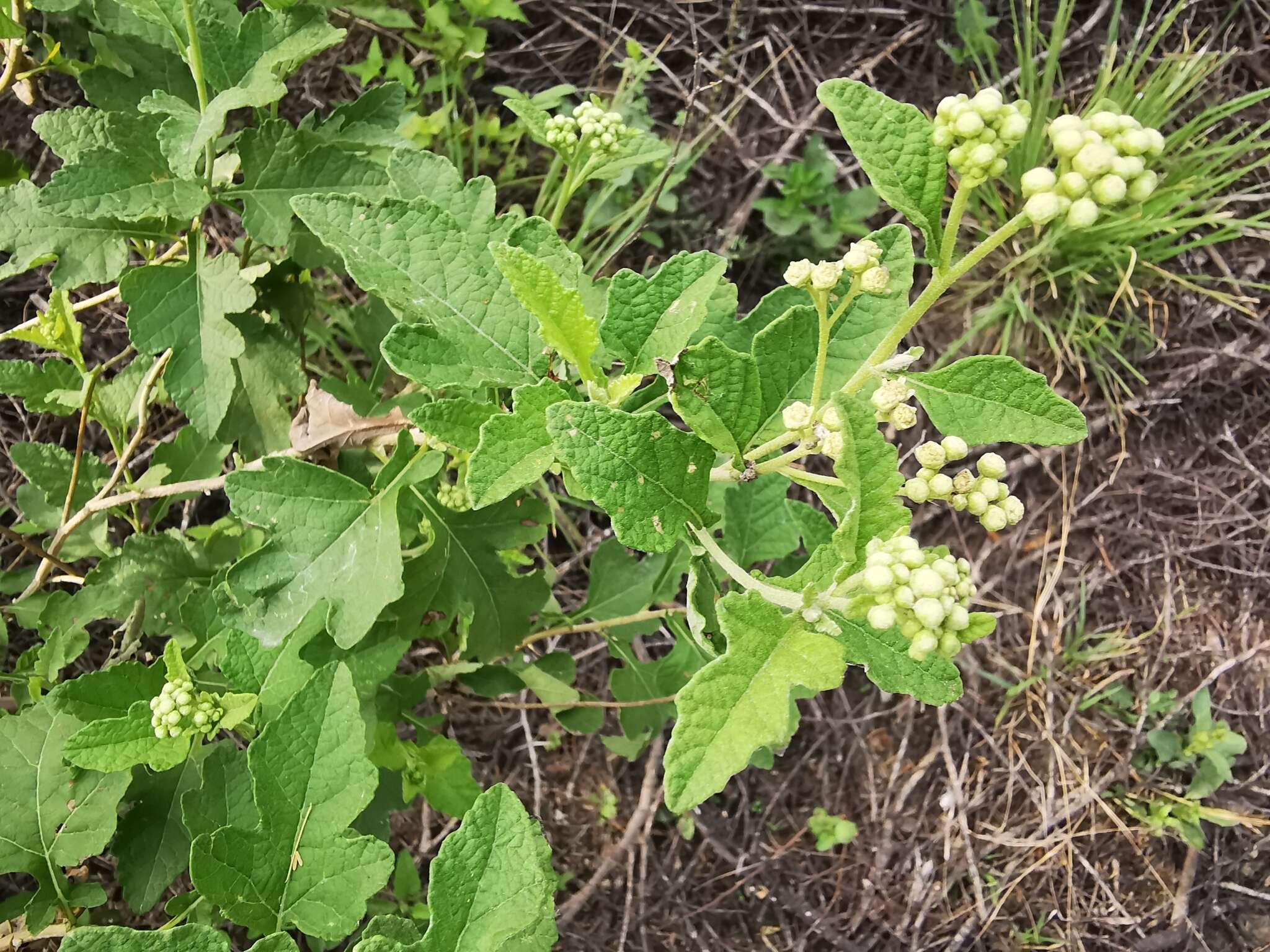 Sivun Parthenium lozanoanum Bartlett kuva