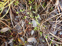 Image of Regel's chickweed