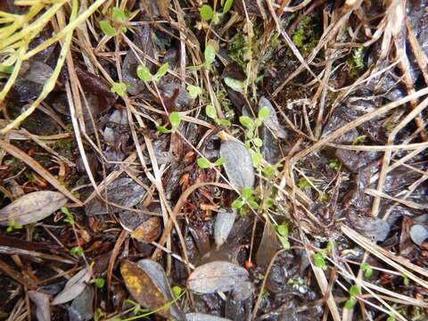 Image of Regel's chickweed