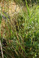 Image of Yellow Bristle Grass