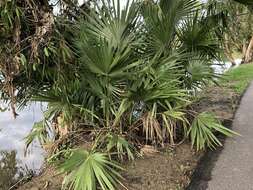 Image of Cabbage-tree palm