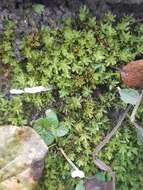 Image of candle snuffer moss