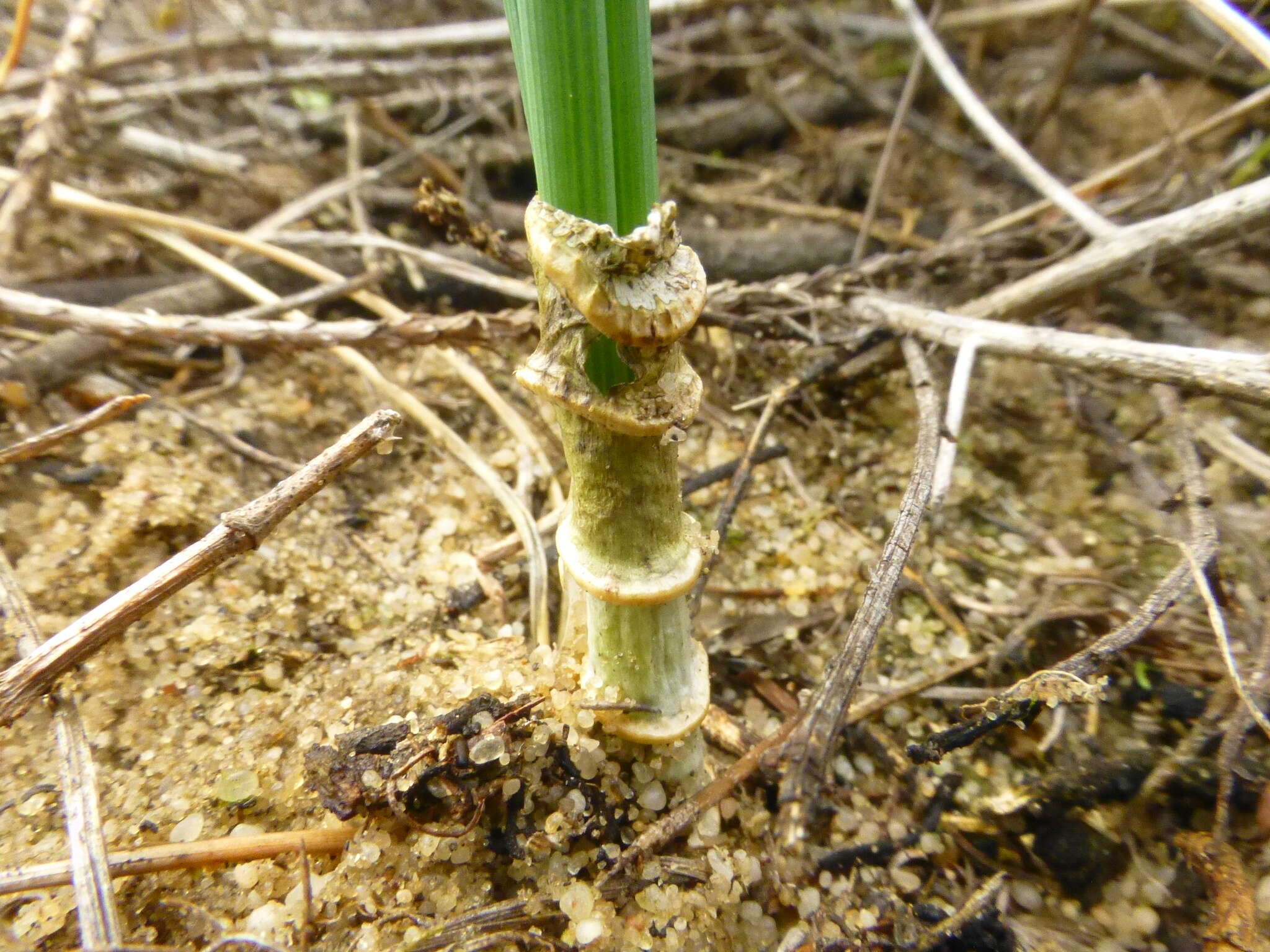 Image of Drimia exuviata (Jacq.) Jessop