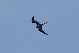 Image of Lesser Frigatebird