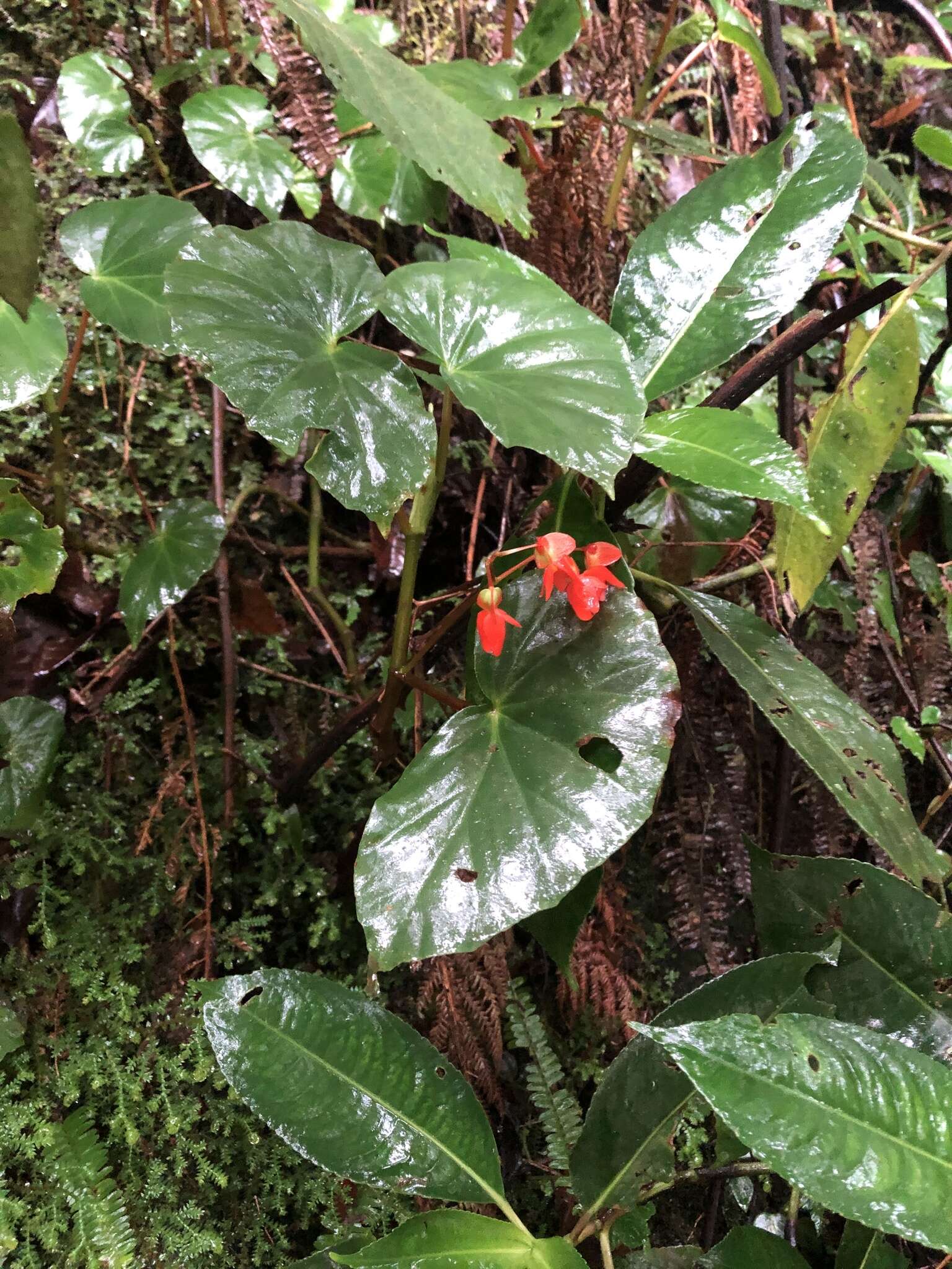 Слика од Begonia stenotepala L. B. Sm. & B. G. Schub.