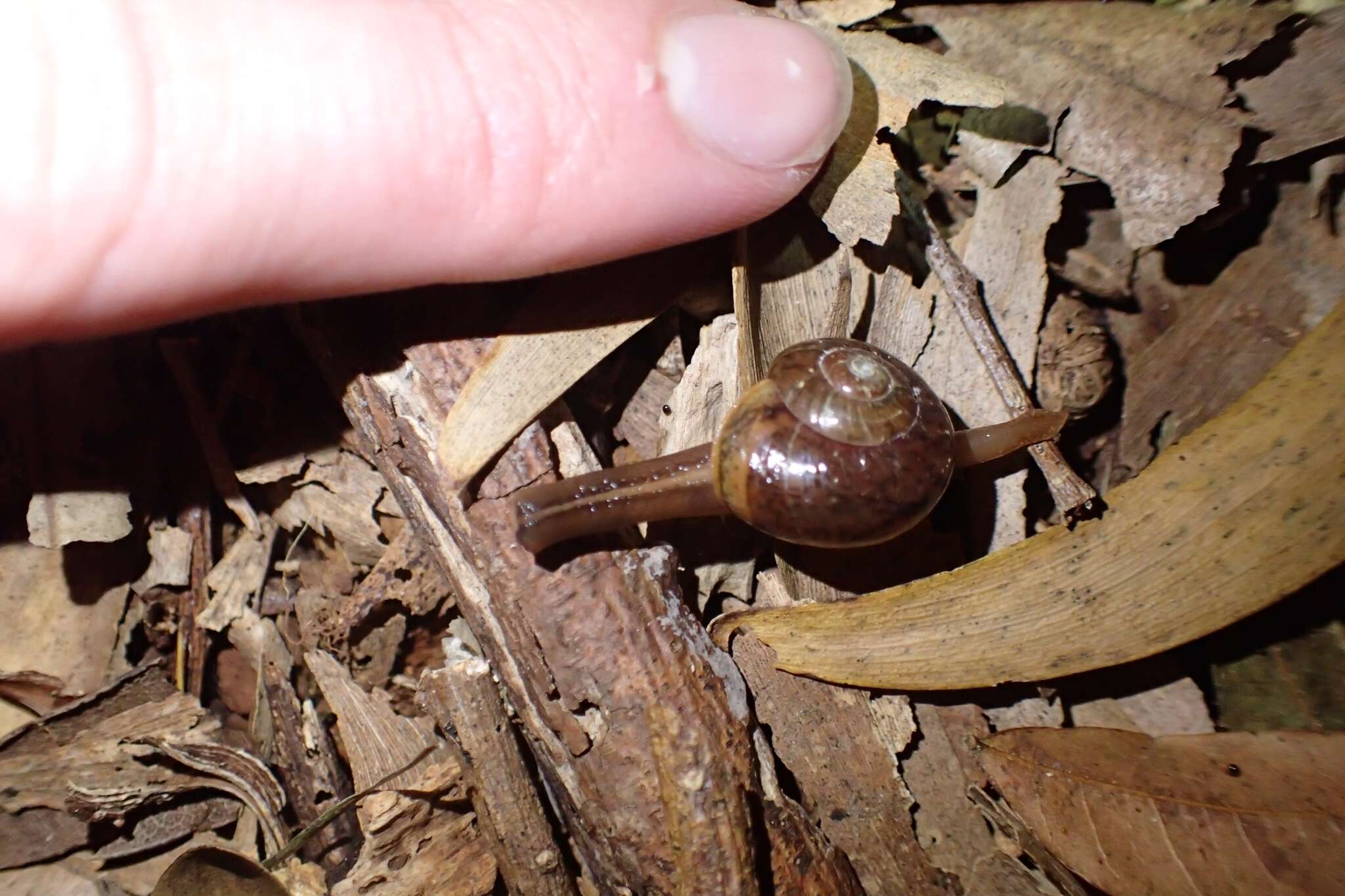 Image of Terrycarlessia turbinata Stanisic 2010