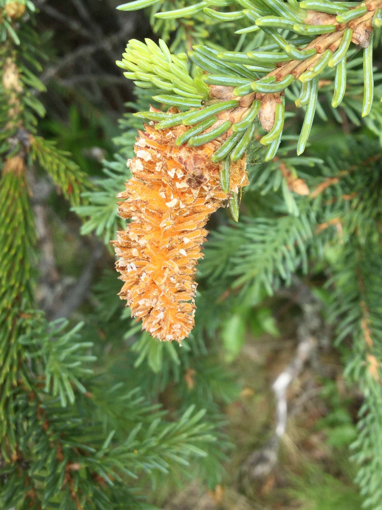 Imagem de Chrysomyxa woroninii Tranzschel 1903