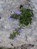 Campanula versicolor subsp. tenorei resmi