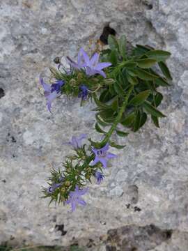 Imagem de Campanula versicolor subsp. tenorei