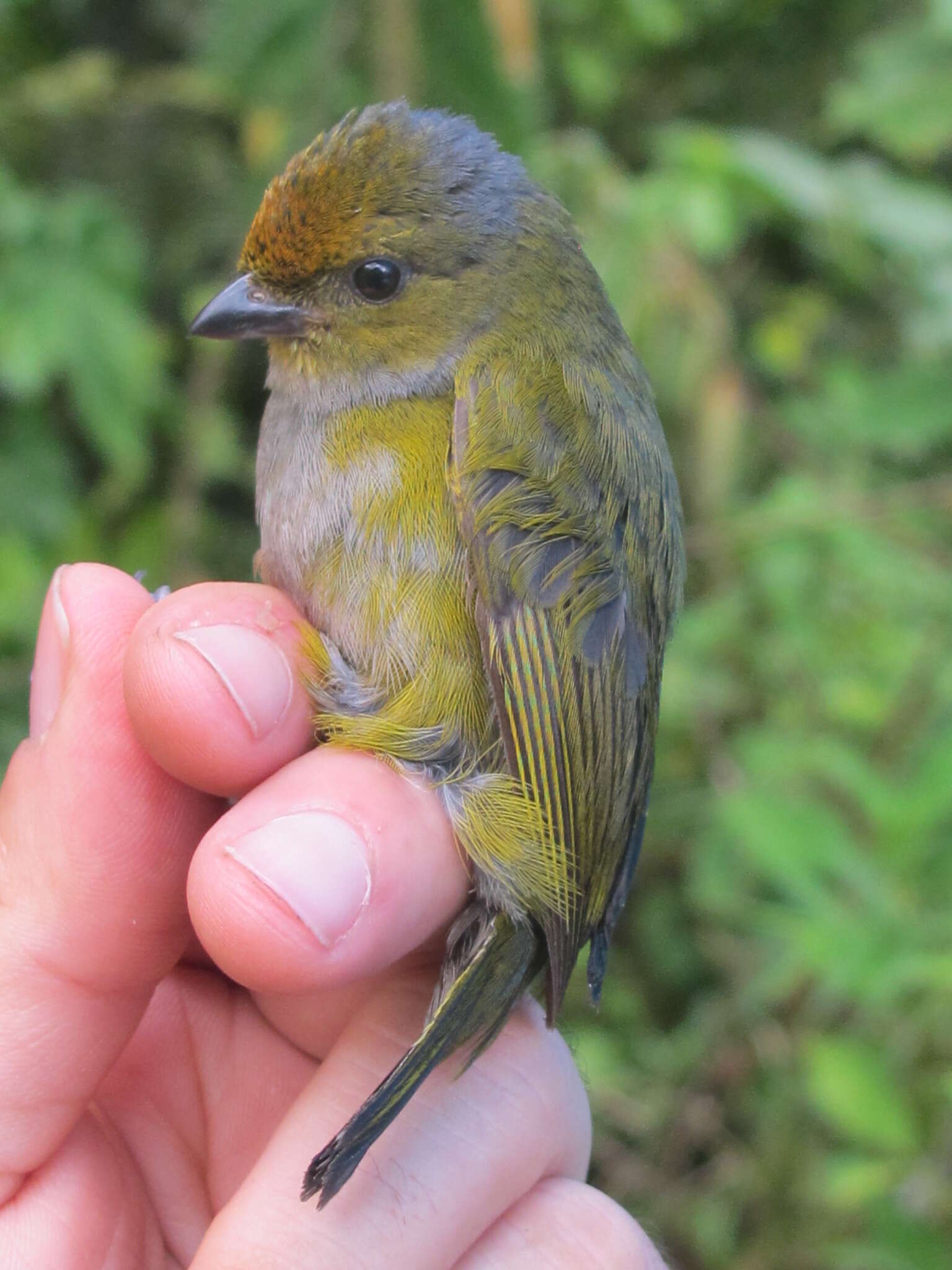 Image of Tawny-capped Euphonia