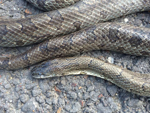 Image of Prairie Kingsnake