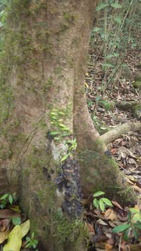 Image of Pothos scandens L.