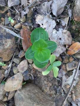 Image of Blackstonia grandiflora (Viv.) Pau