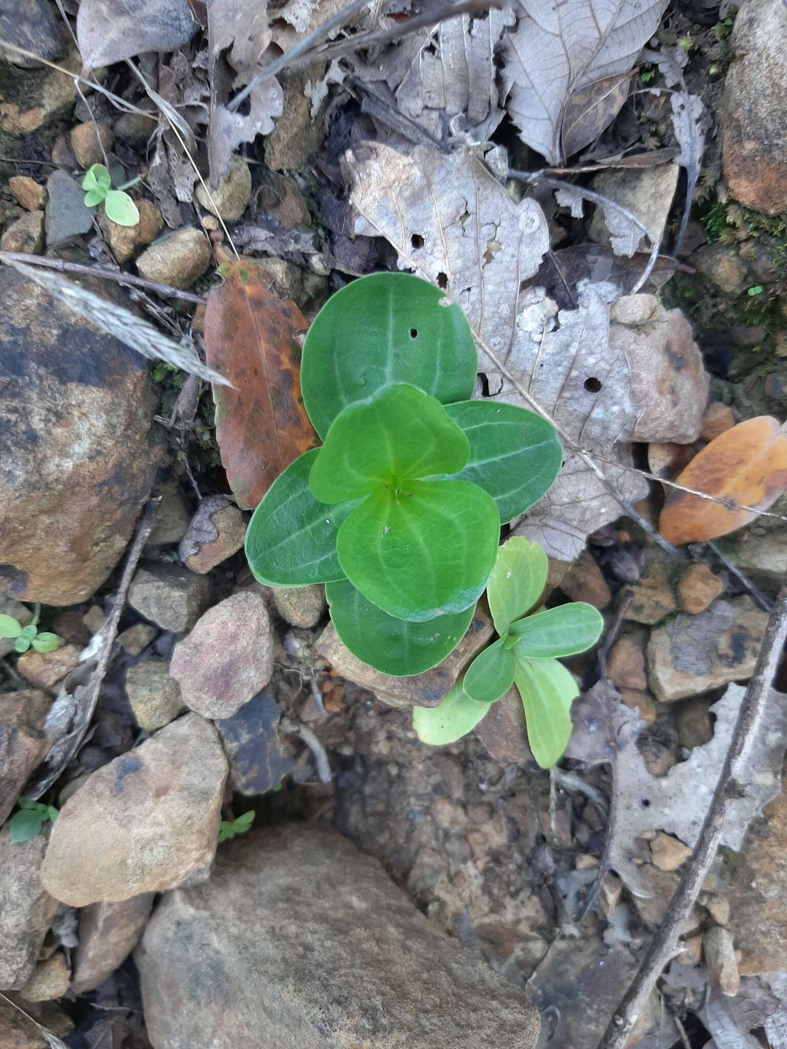 Imagem de Blackstonia grandiflora (Viv.) Pau