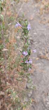 Plancia ëd Clinopodium chilense (Benth.) Govaerts