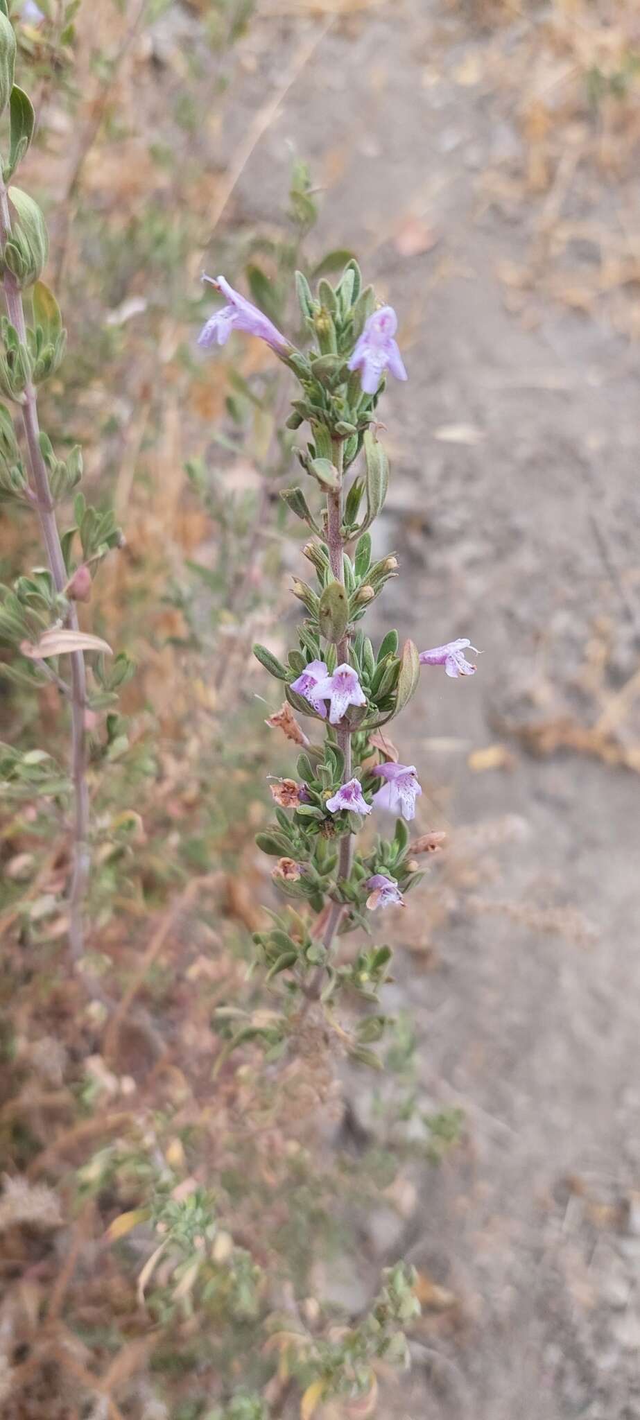 Plancia ëd Clinopodium chilense (Benth.) Govaerts