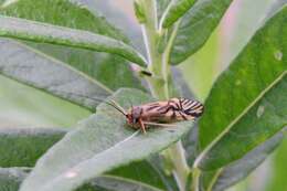 صورة Macrostemum radiatum (McLachlan 1872)