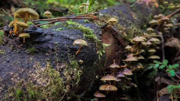 Image of Hypholoma acutum (Sacc.) E. Horak 1971