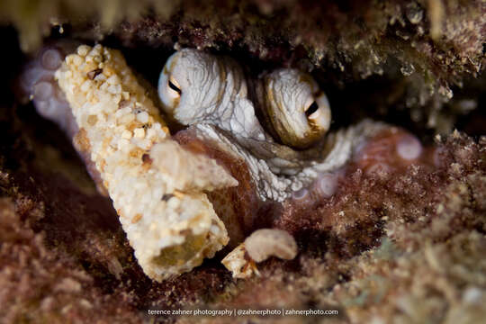 Image of Brazil reef octopus