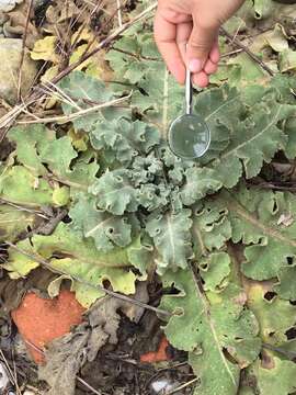 Image of wavyleaf mullein