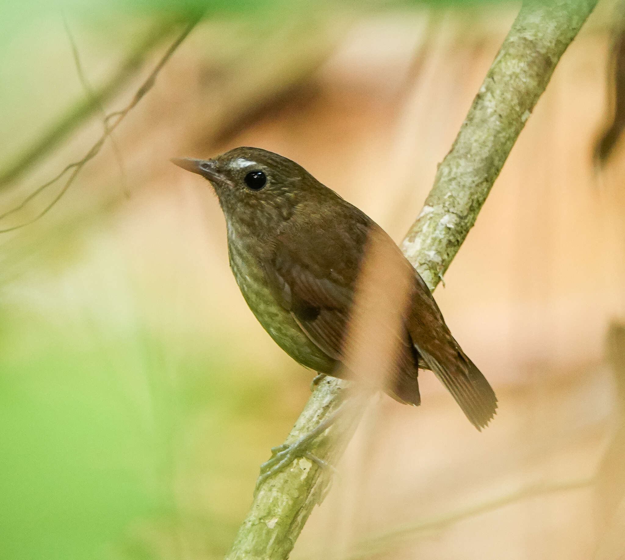 Plancia ëd Brachypteryx leucophris (Temminck 1828)