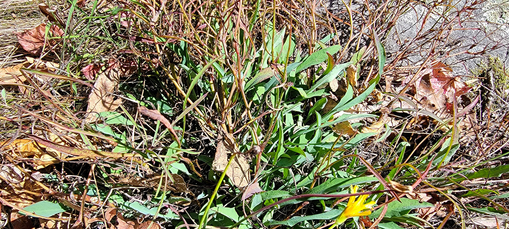 Image of mountain dwarfdandelion