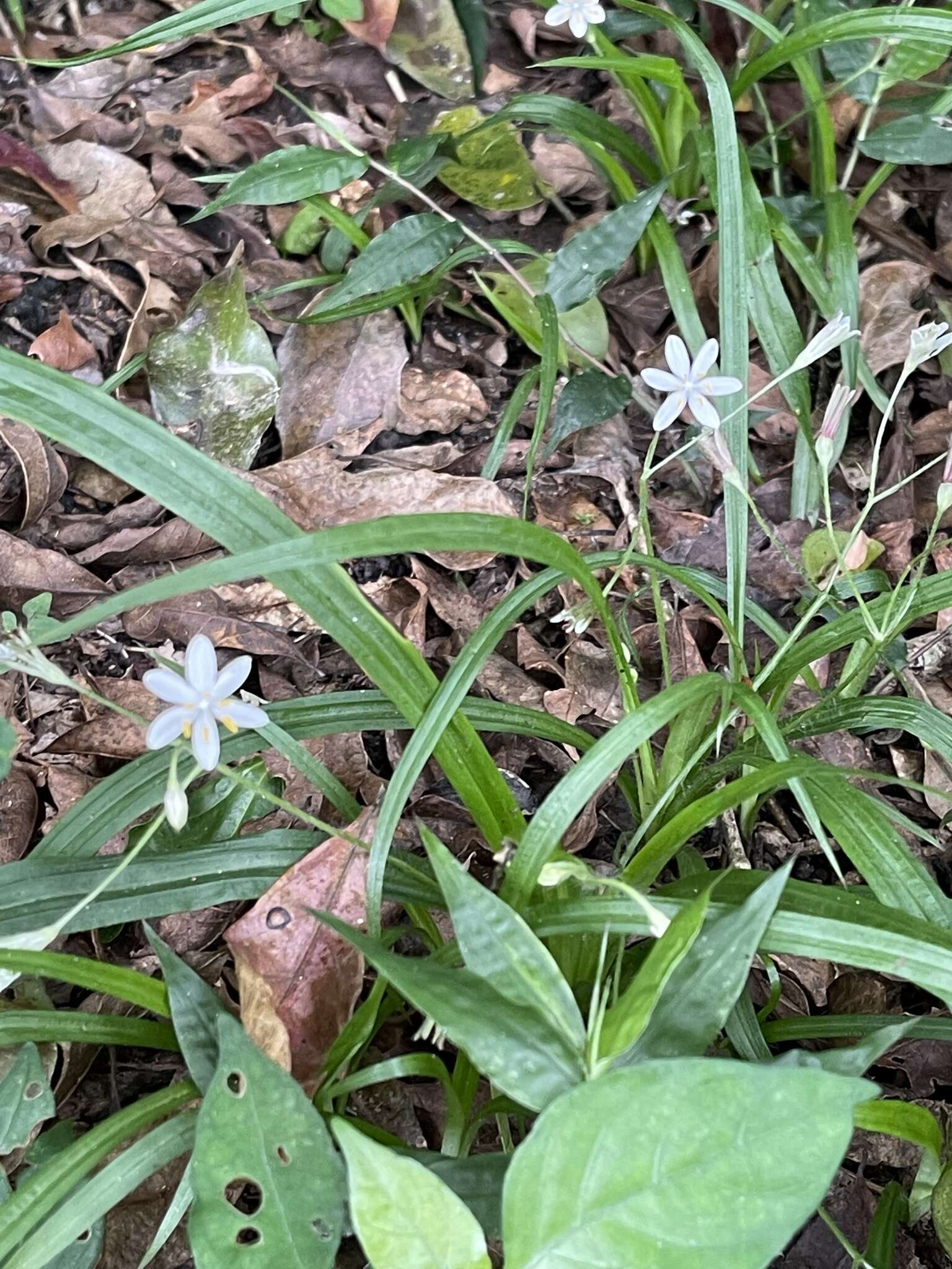 Image of Hypoxis nivea Y. Singh