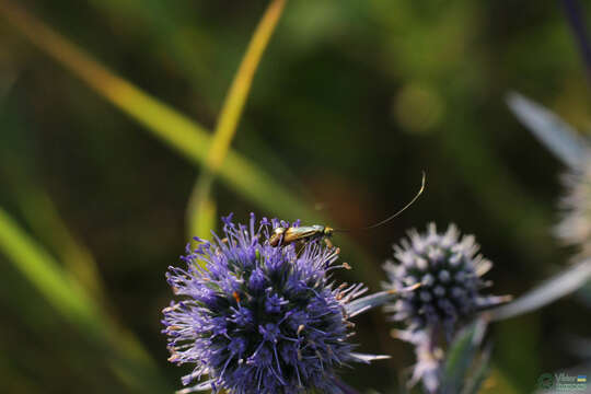 Imagem de Nemophora dumerilella (Duponchel 1839)