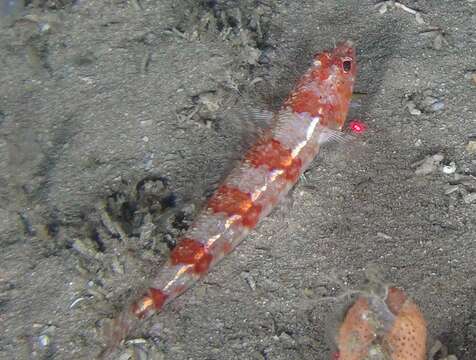 Image of Variegated lizardfish