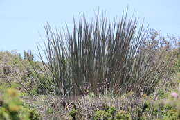 Image of African desert banana