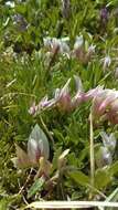 Image of dwarf clover