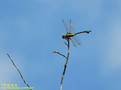 صورة Sinictinogomphus Fraser 1939