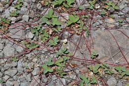 Image of Cascades strawberry