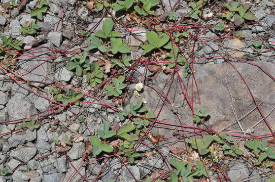 Image of Cascades strawberry