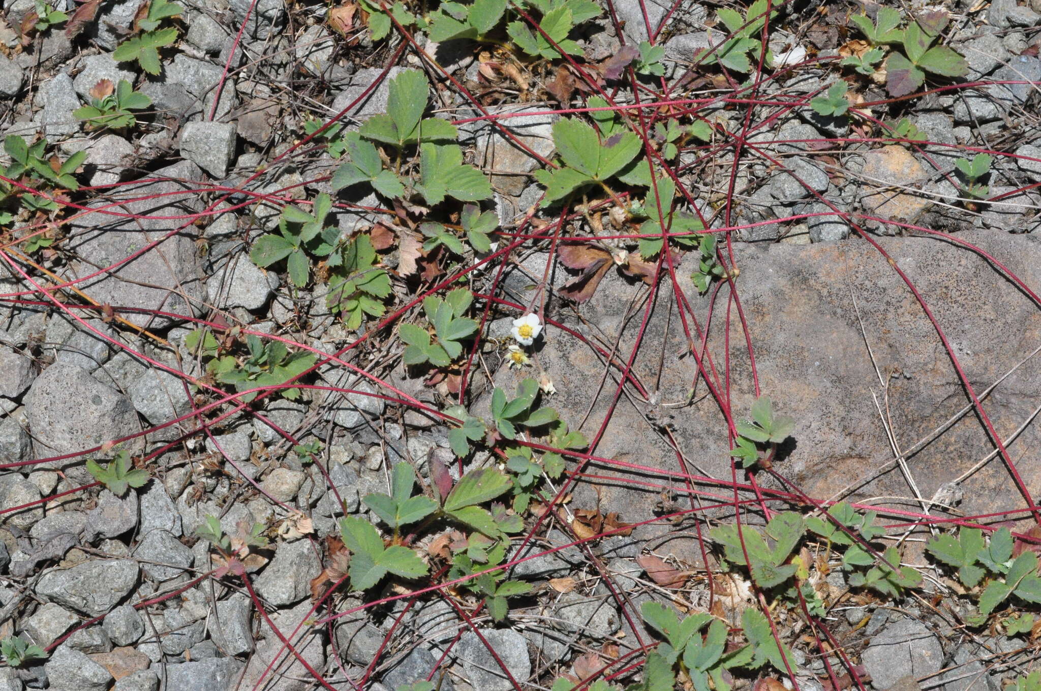 Слика од Fragaria cascadensis K. E. Hummer