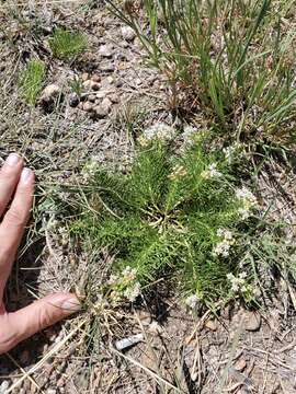 Imagem de Asclepias pumila (Gray) Vail